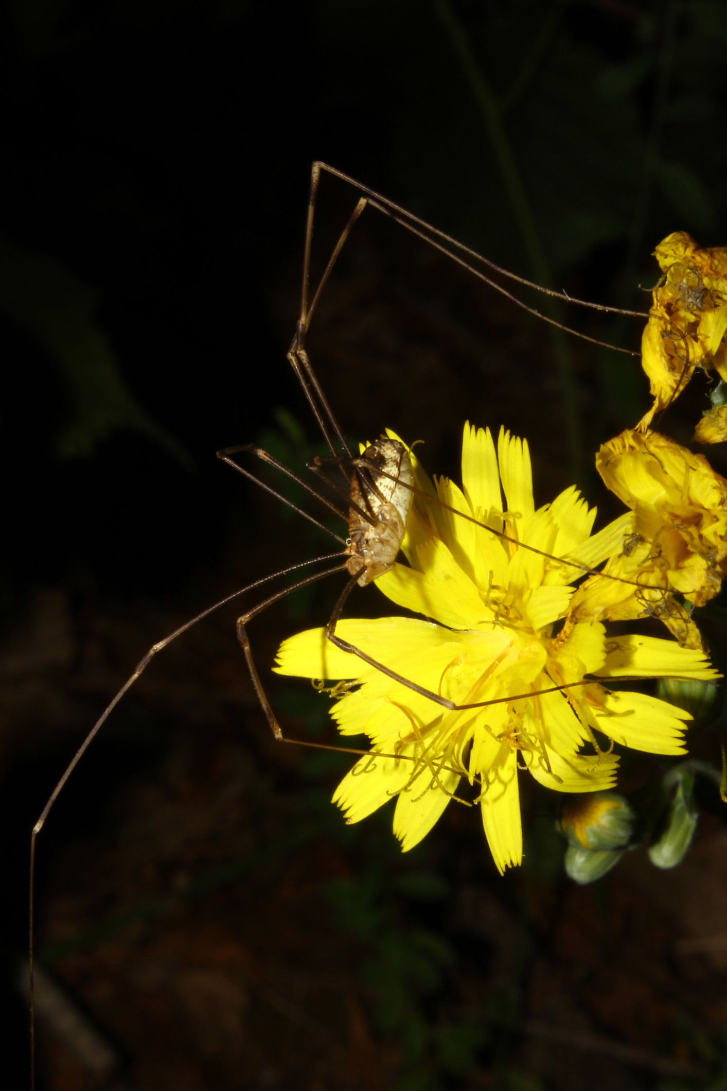 Opilio cf. canestrinii